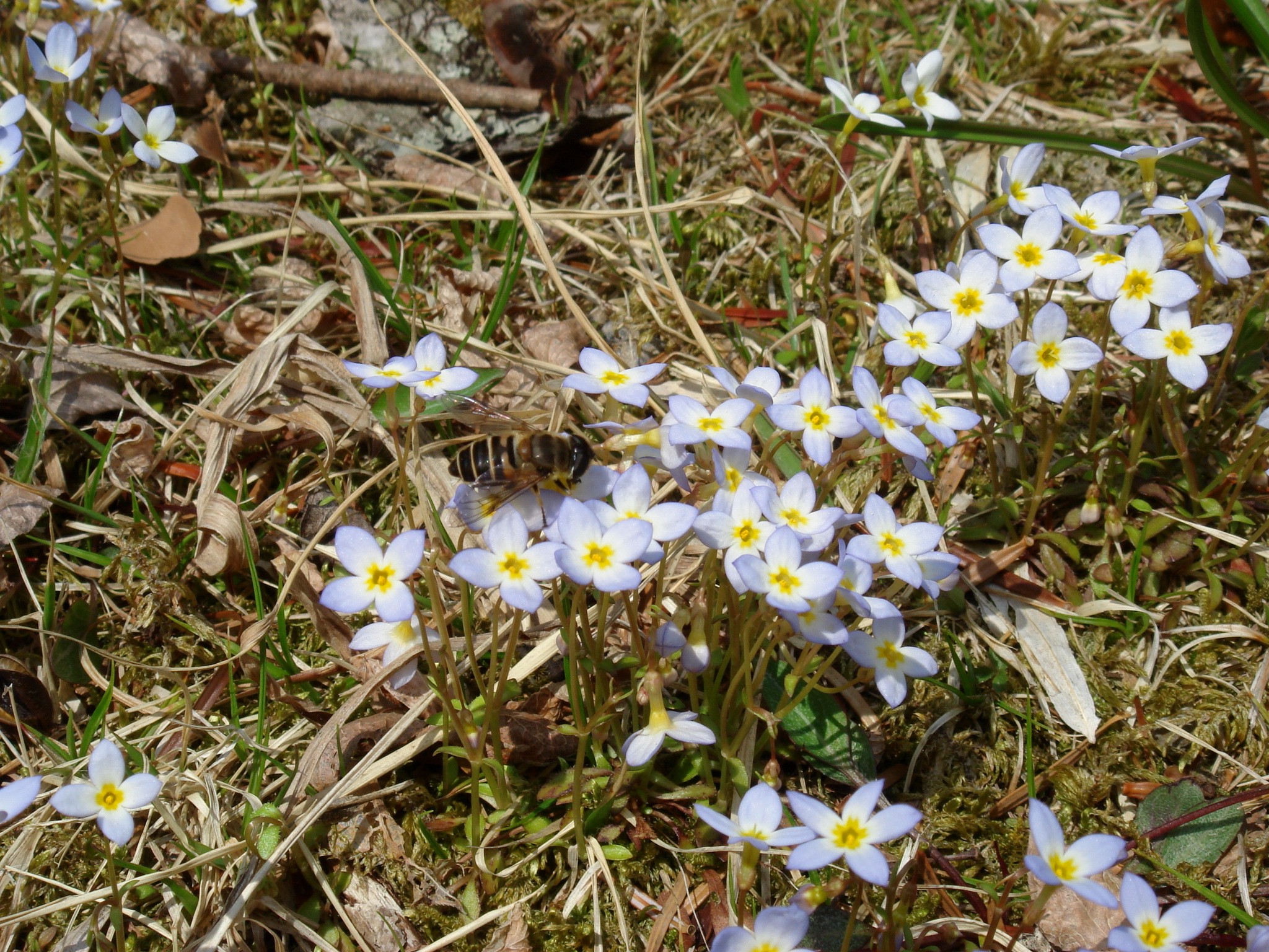 Azure Bluet Flower Meaning | Best Flower Site